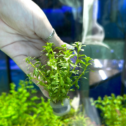 Rotala nanjenshan