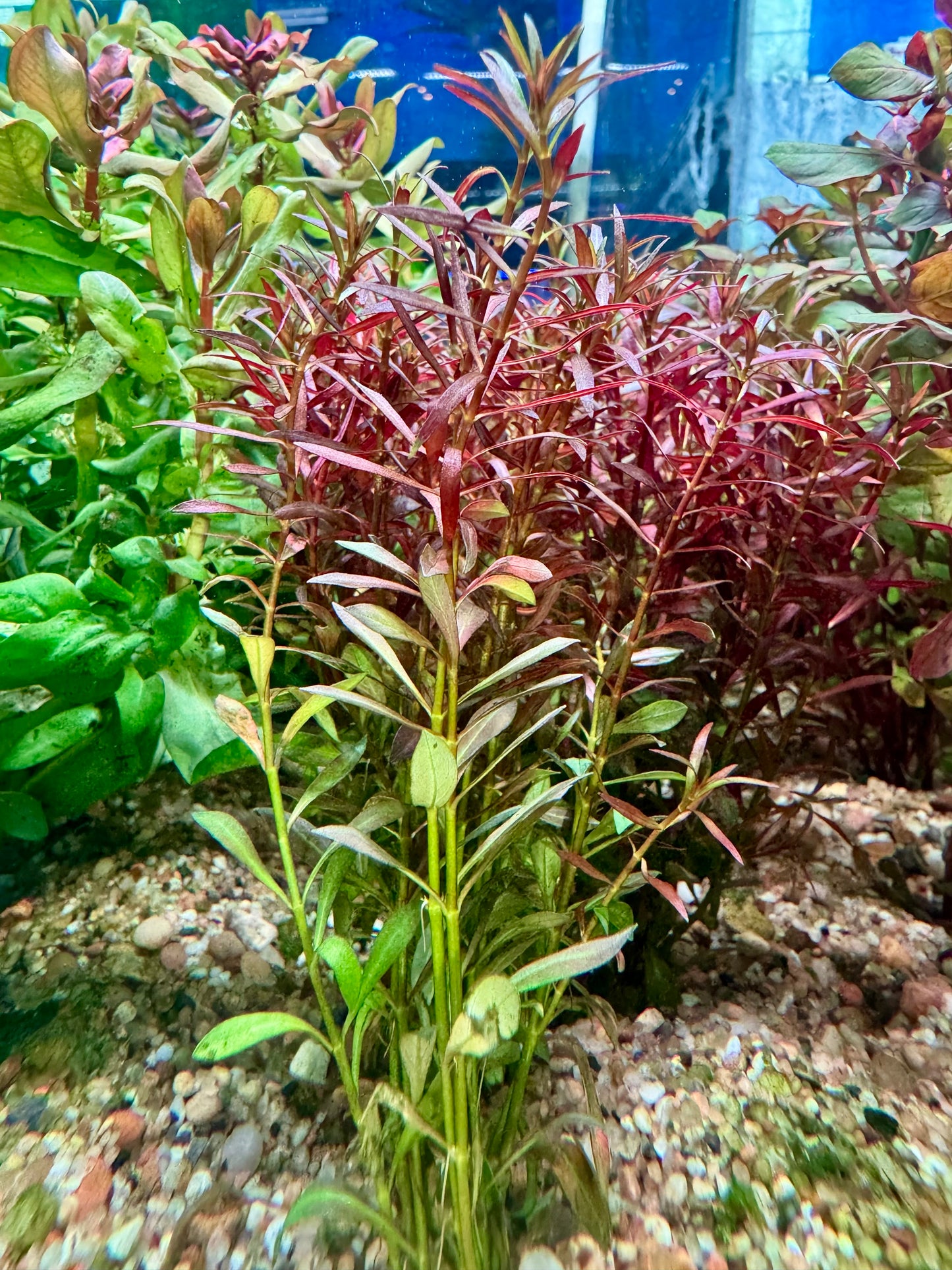 Ludwigia Arcuata