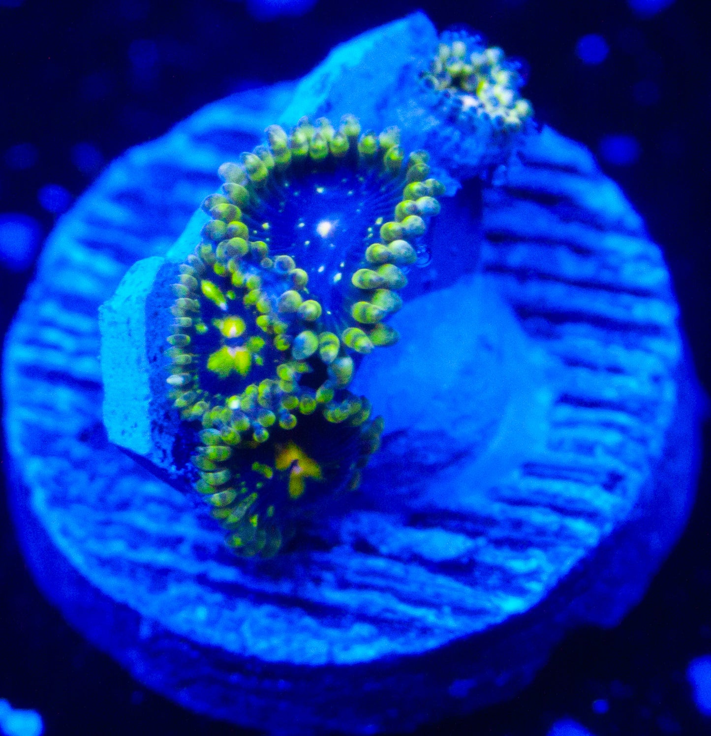 Exosphere Zoanthids