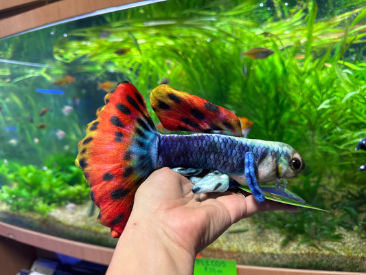 Guppy Plush