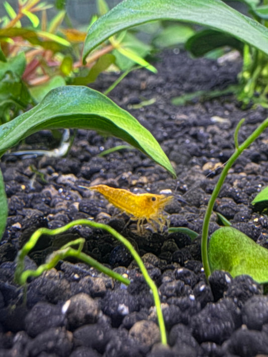 Neocaridina Pumpkin Shrimp