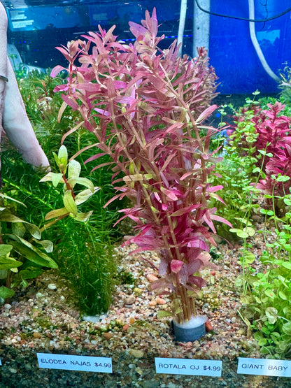 Rotala Rotundifolia (var. Orange Juice)