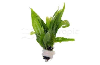 Java Fern