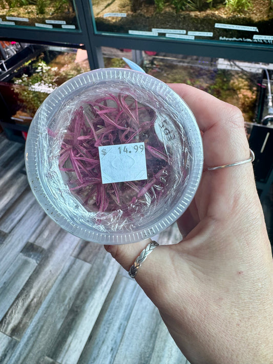 RARE! Hygrophila Lancea Araguaia “chai” Tissue Culture