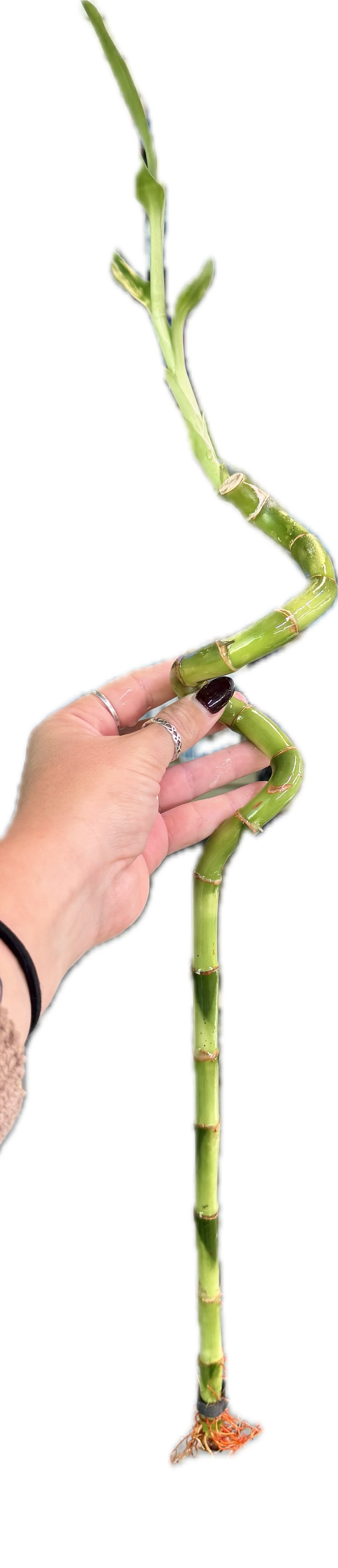 Lucky Bamboo Twists (Dracaena sanderiana)