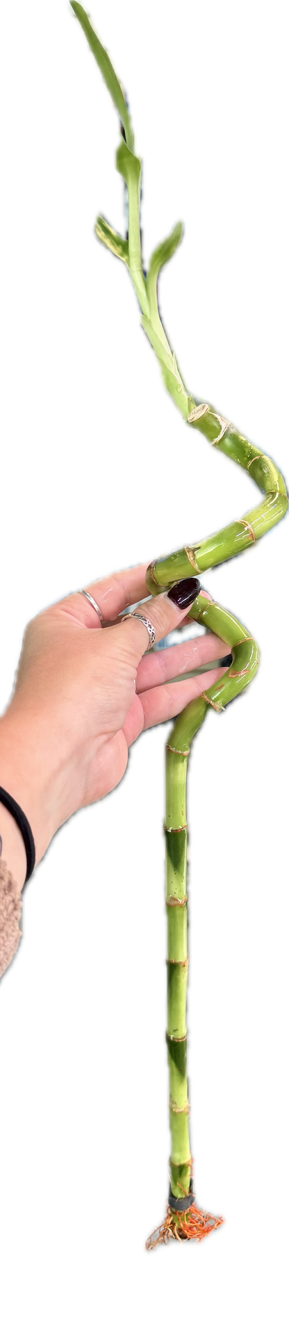 Lucky Bamboo Twists (Dracaena sanderiana)