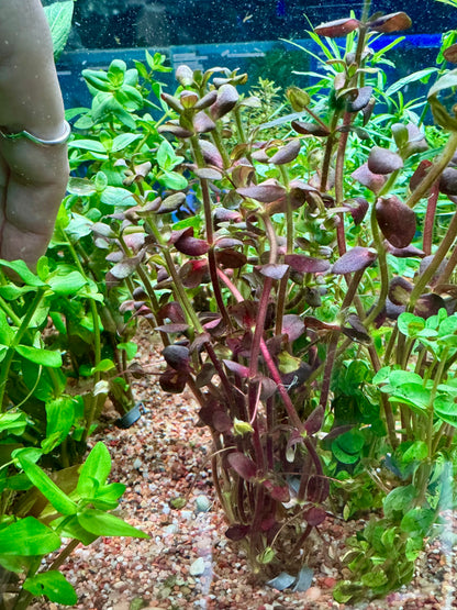 Rare! Bacopa Purple