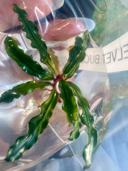 Rare! Bucephalandra Tricolor Velvet
