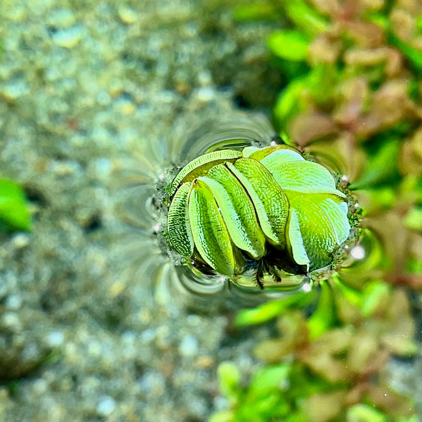 Salvinia rotundifolia minima