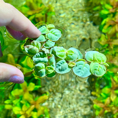 Red Root Floaters (Phyllanthus fluitans)