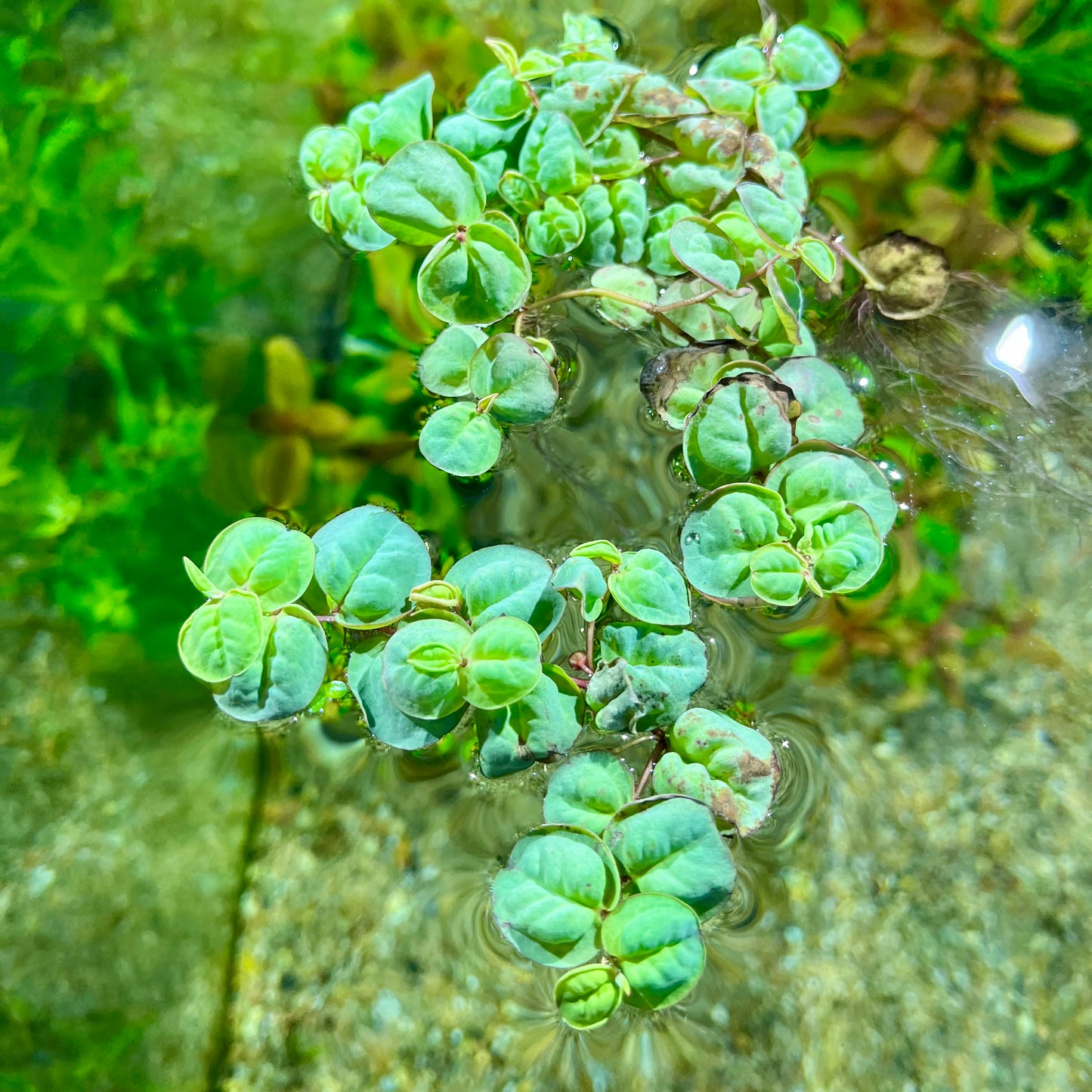 Red Root Floaters (Phyllanthus fluitans)