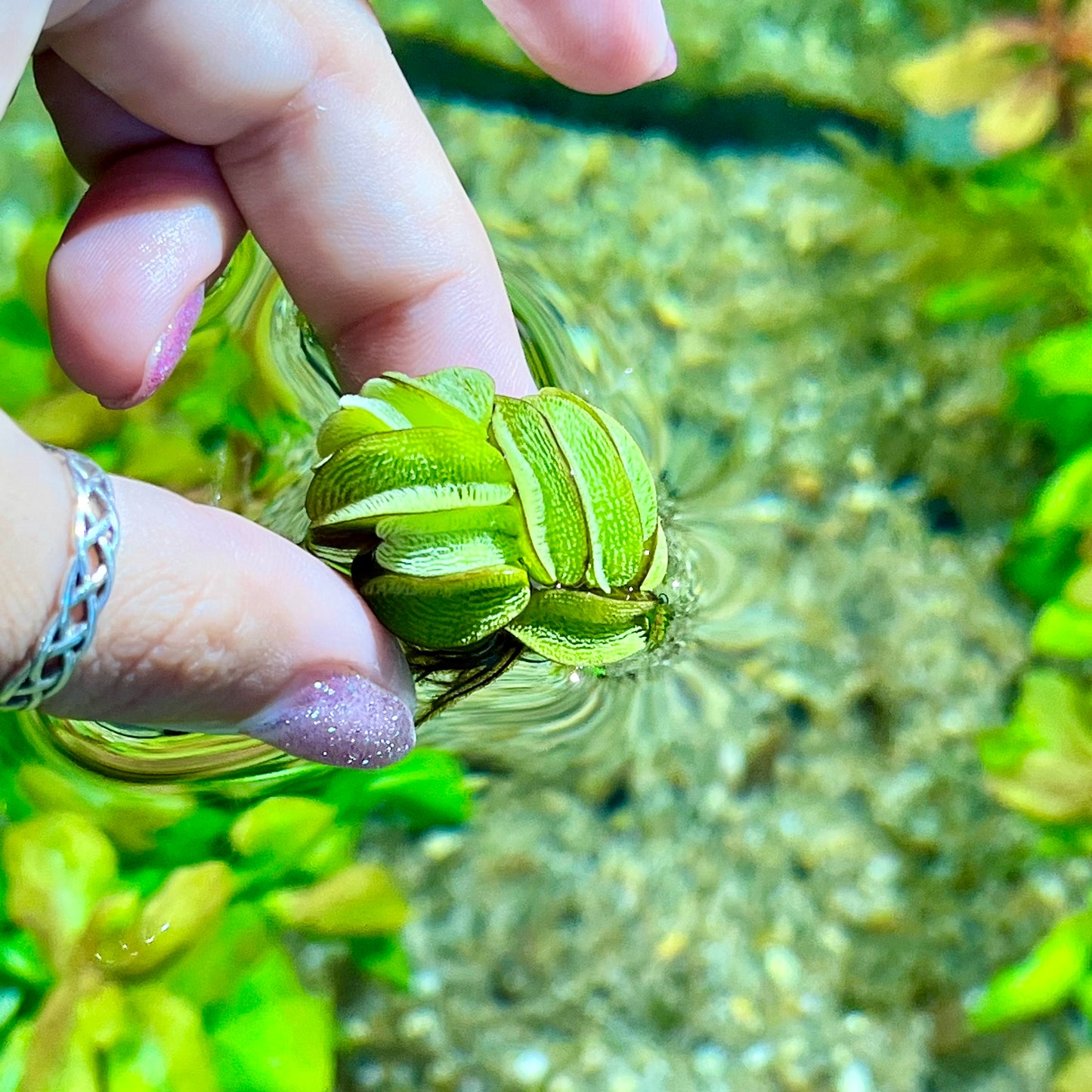 Salvinia rotundifolia minima