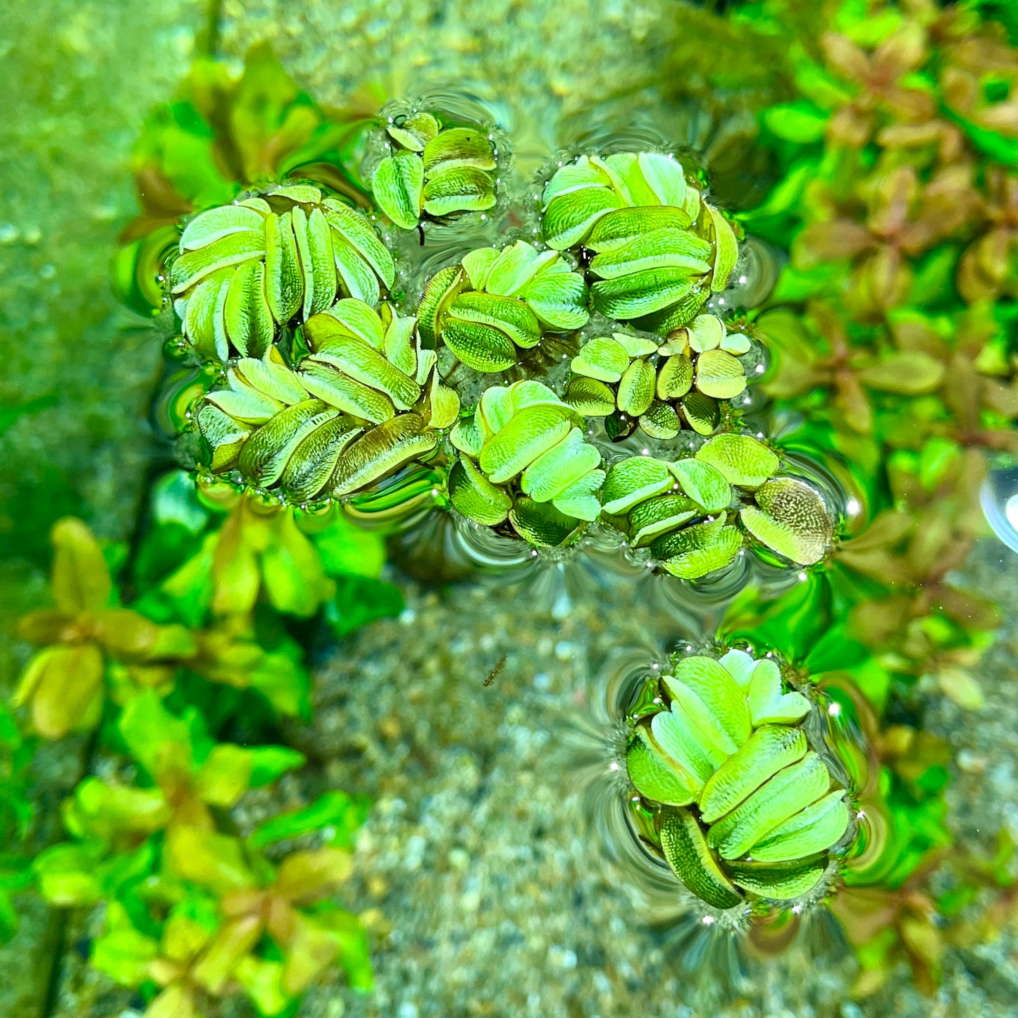 Salvinia rotundifolia minima