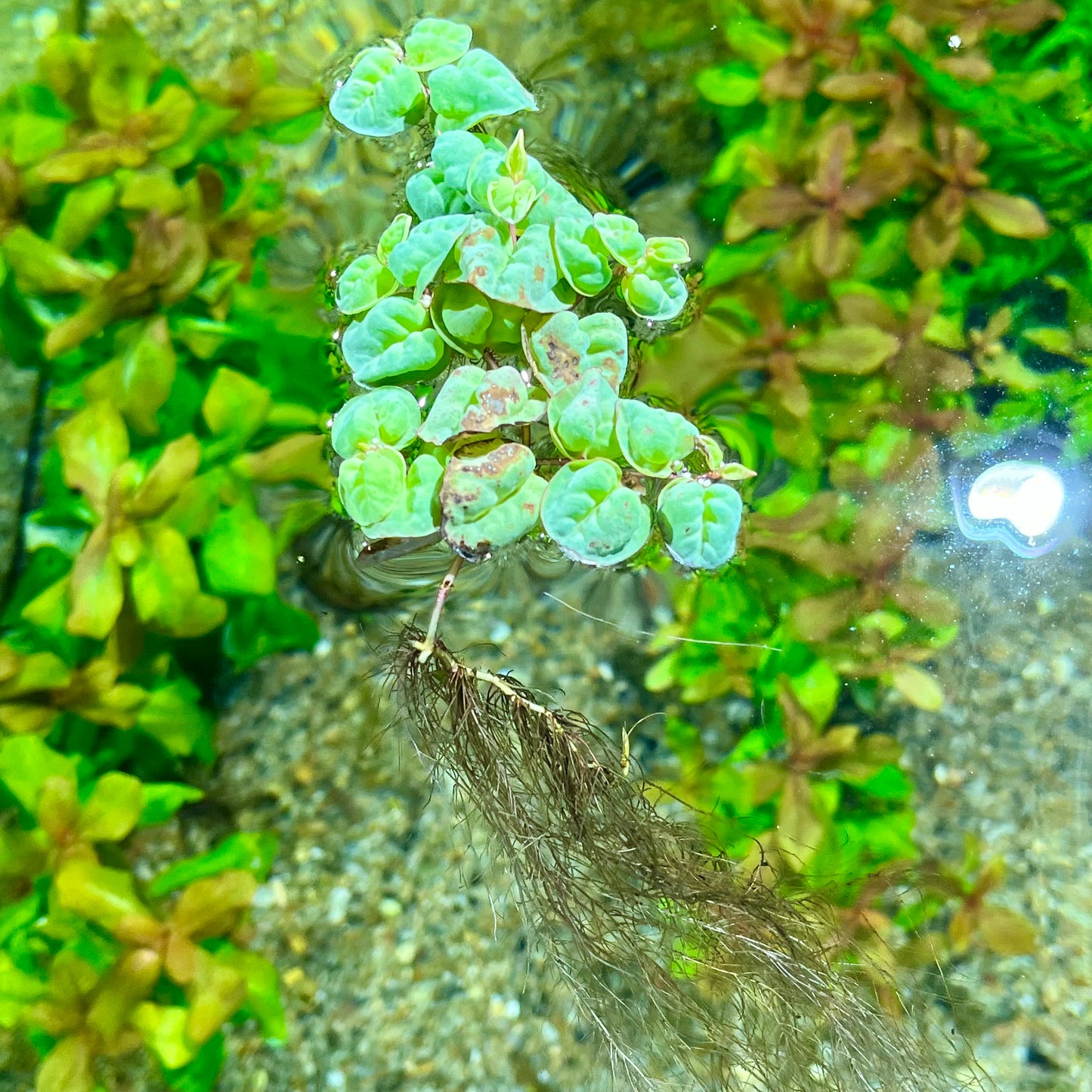 Red Root Floaters (Phyllanthus fluitans)