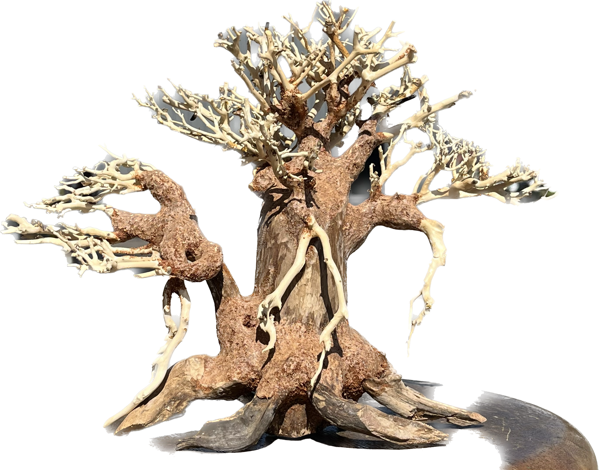 bonsai dragon tree Dragon Wood Bonsai Tree – ageofaquariums