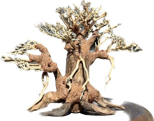 Dragon Wood Bonsai Tree