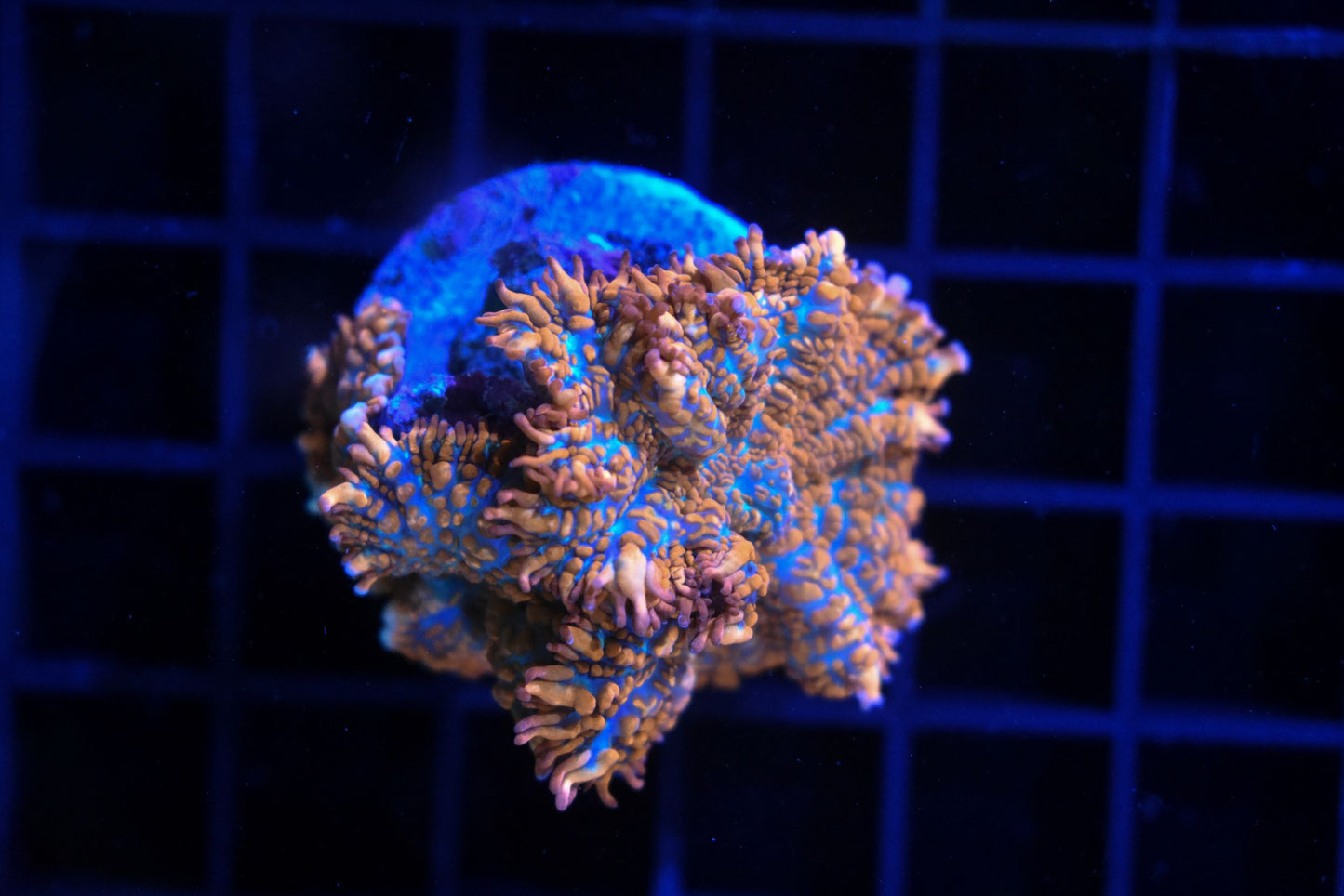 Superman Mushroom live coral
