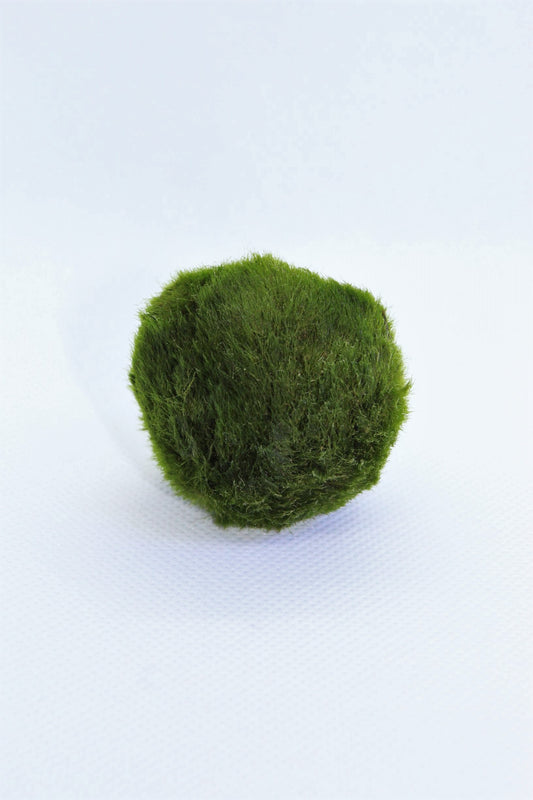 Marimo Moss Ball