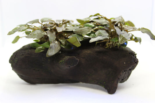 Crypt on Wood