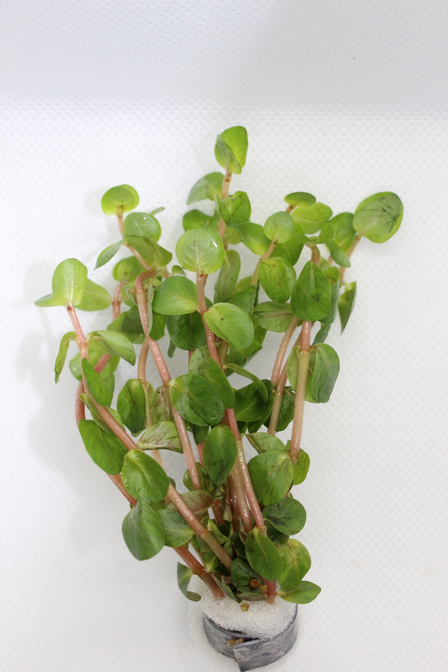 Rotala Rotundifolia (var. Orange Juice)