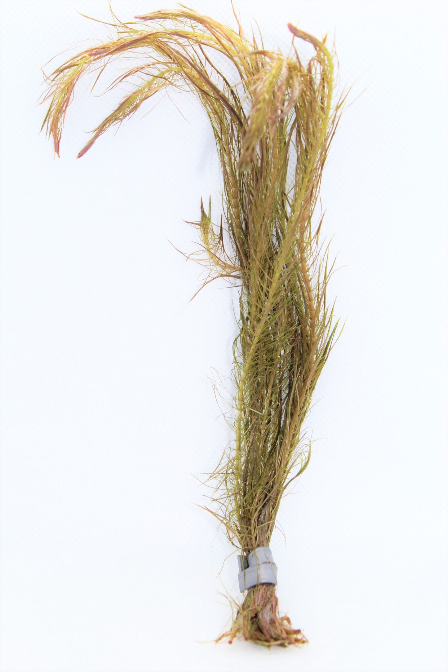 Rotala Wallichii