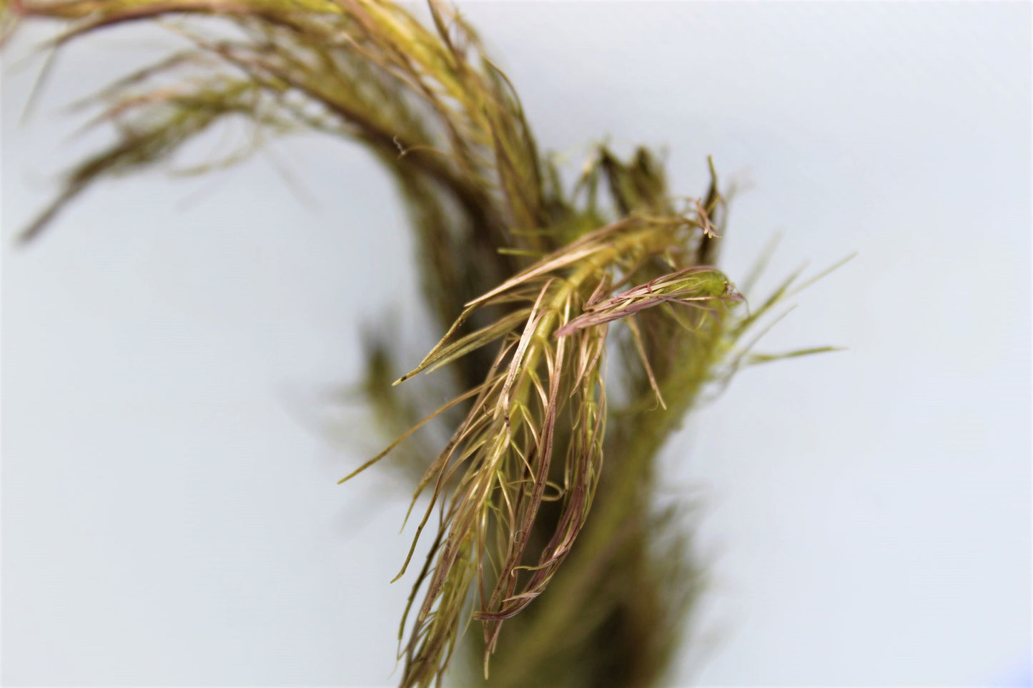 Rotala Wallichii