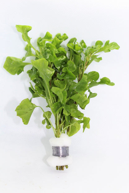 Alternanthera Bettzickiana (Alternanthera Green)