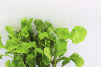 Alternanthera Bettzickiana (Alternanthera Green)