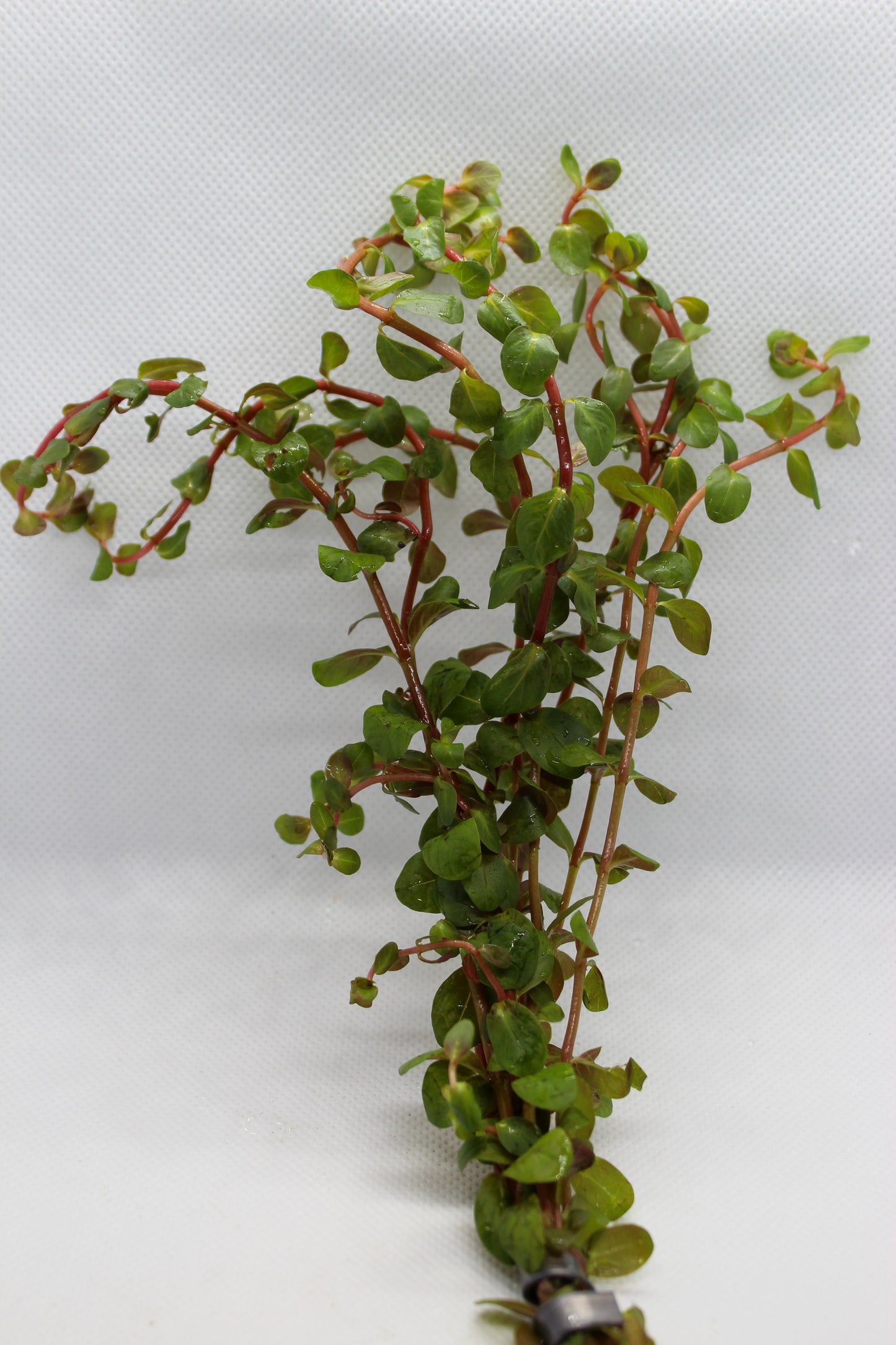 Rotala Vietnam H’Ra