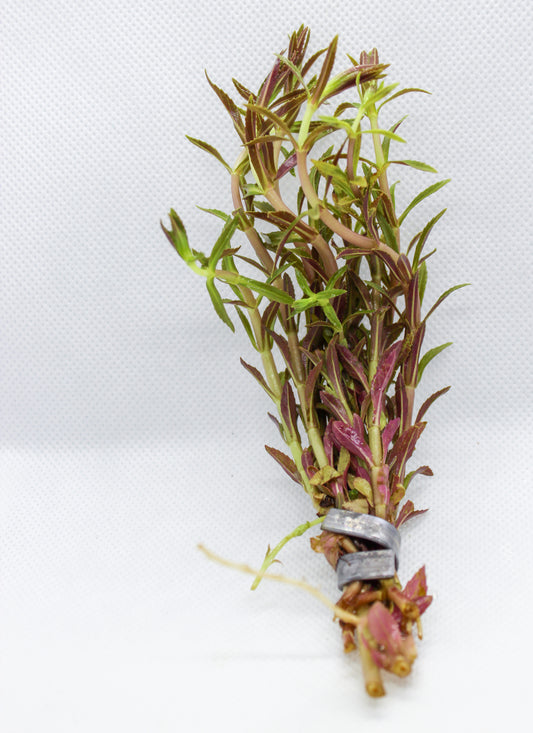 Limnophila Aromatica