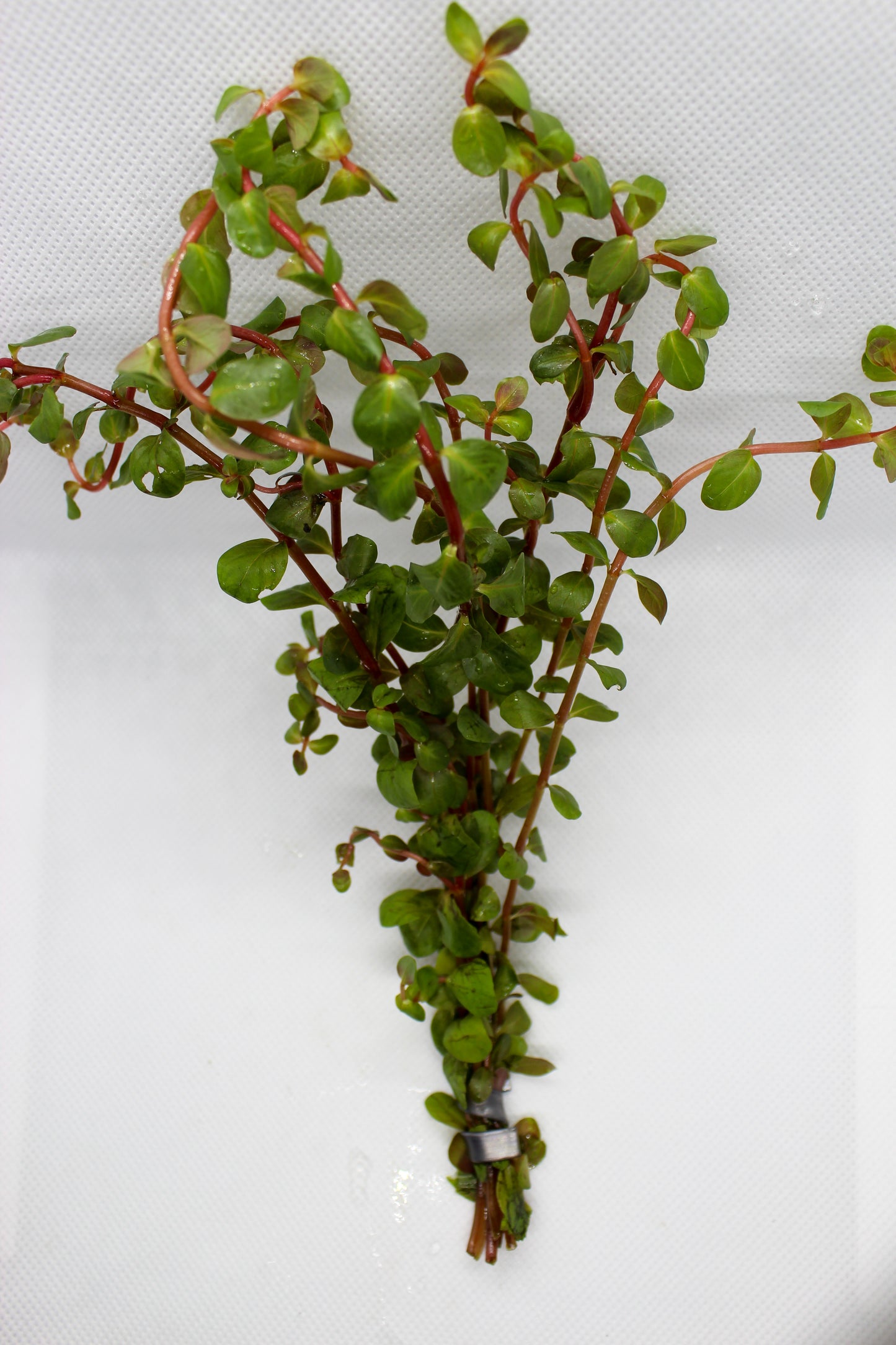 Rotala Vietnam H’Ra