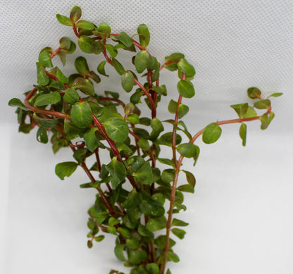 Rotala Vietnam H’Ra