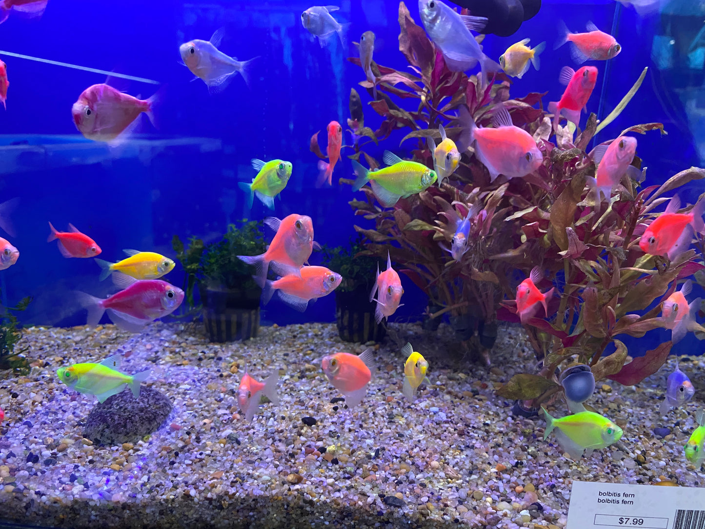 Glofish Tetra