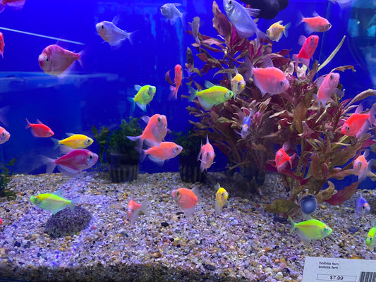 Glofish Tetra